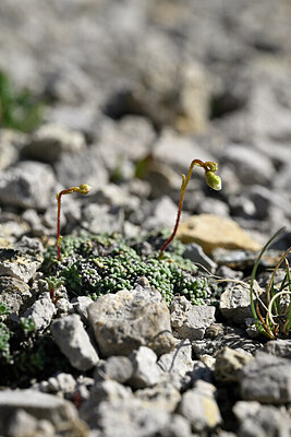 BUITEN BEELD Foto: 446555