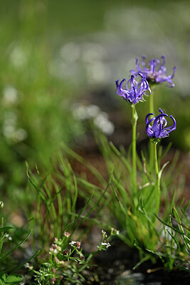 BUITEN BEELD Foto: 446562