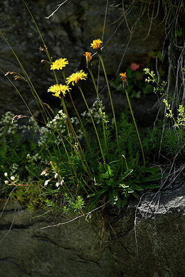 BUITEN BEELD Foto: 446564