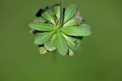 BUITEN BEELD Foto: 446567