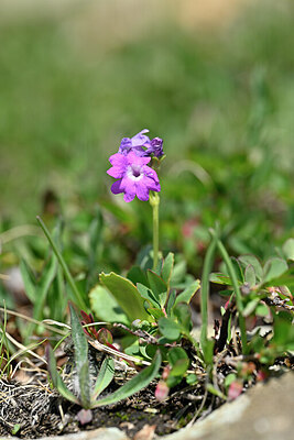BUITEN BEELD Foto: 446572
