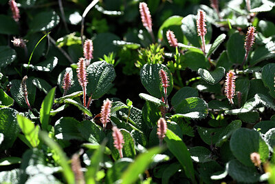 BUITEN BEELD Foto: 446573