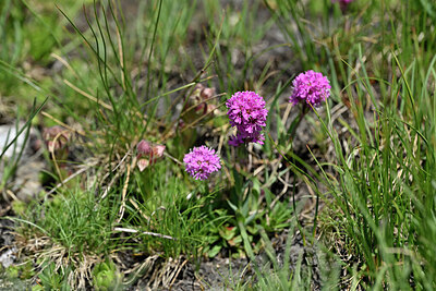 BUITEN BEELD Foto: 446574