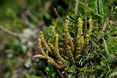 BUITEN BEELD Foto: 446575