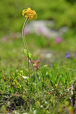 BUITEN BEELD Foto: 446576