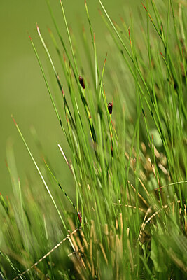 BUITEN BEELD Foto: 446577