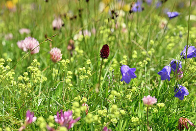 BUITEN BEELD Foto: 446580