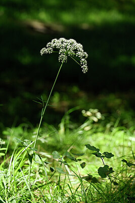 BUITEN BEELD Foto: 446581