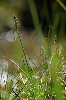 BUITEN BEELD Foto: 446582