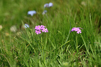 BUITEN BEELD Foto: 446583