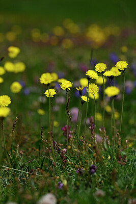 BUITEN BEELD Foto: 446587