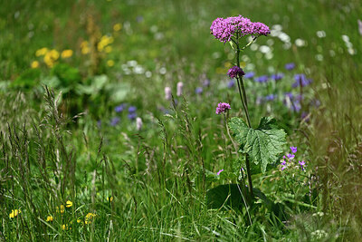 BUITEN BEELD Foto: 446588