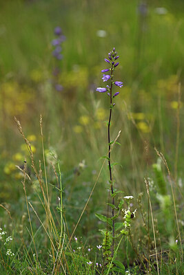 BUITEN BEELD Foto: 446589