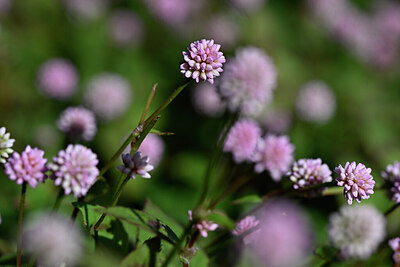 BUITEN BEELD Foto: 446590