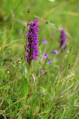 BUITEN BEELD Foto: 446593