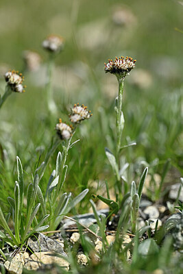 BUITEN BEELD Foto: 446595