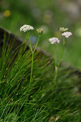 BUITEN BEELD Foto: 446596