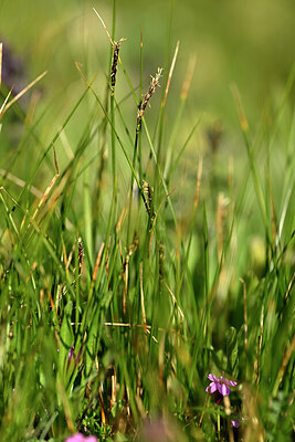 BUITEN BEELD Foto: 446600