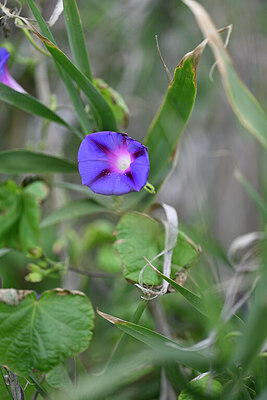 BUITEN BEELD Foto: 446601
