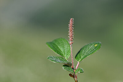 BUITEN BEELD Foto: 446602