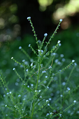 BUITEN BEELD Foto: 446609