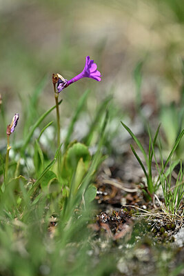 BUITEN BEELD Foto: 446610