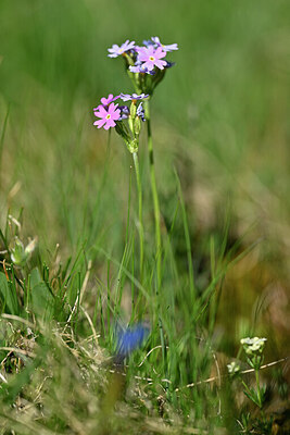 BUITEN BEELD Foto: 446614