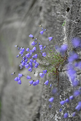 BUITEN BEELD Foto: 446616