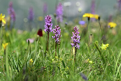 BUITEN BEELD Foto: 446618