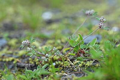 BUITEN BEELD Foto: 446619