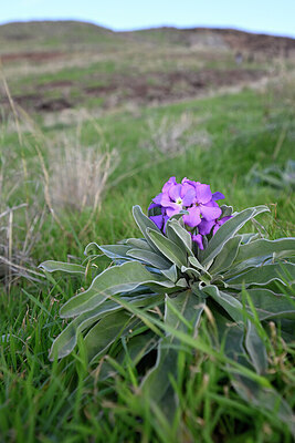 BUITEN BEELD Foto: 446621