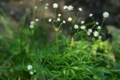 BUITEN BEELD Foto: 446622