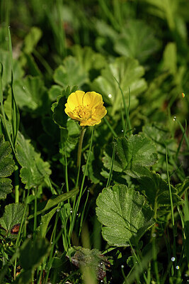 BUITEN BEELD Foto: 446623