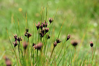 BUITEN BEELD Foto: 446625