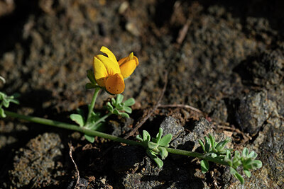 BUITEN BEELD Foto: 446629