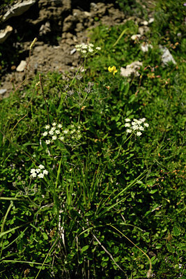BUITEN BEELD Foto: 446632