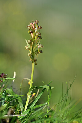 BUITEN BEELD Foto: 446633
