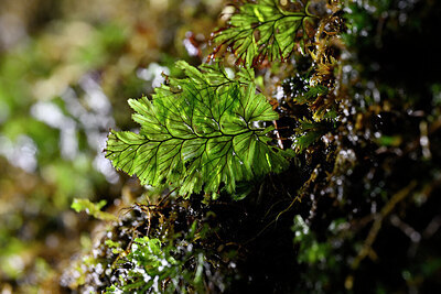 BUITEN BEELD Foto: 446634
