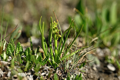 BUITEN BEELD Foto: 446635