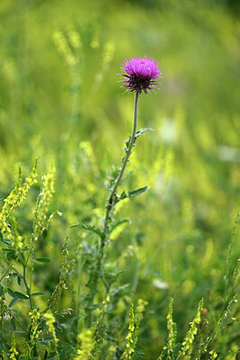 BUITEN BEELD Foto: 446636
