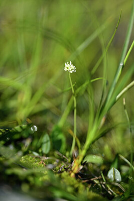 BUITEN BEELD Foto: 446641