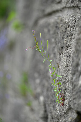 BUITEN BEELD Foto: 446643