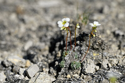 BUITEN BEELD Foto: 446646
