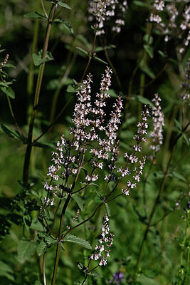 BUITEN BEELD Foto: 446651