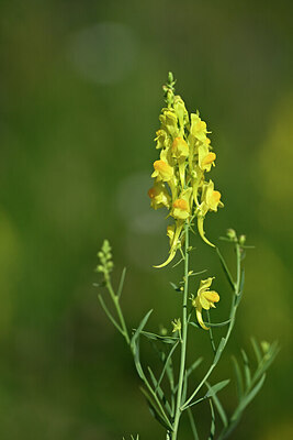 BUITEN BEELD Foto: 446652