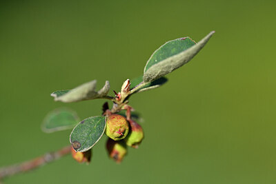 BUITEN BEELD Foto: 446656