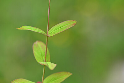 BUITEN BEELD Foto: 446657