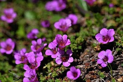 BUITEN BEELD Foto: 446659