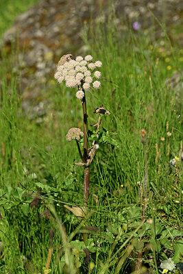 BUITEN BEELD Foto: 446662