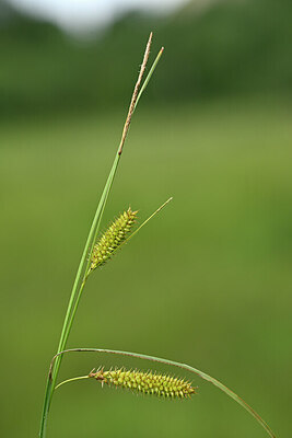 BUITEN BEELD Foto: 446665
